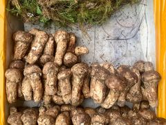 -云南木水花野生菌交易中心