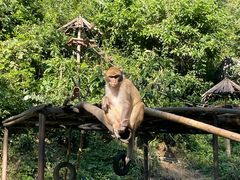 -西双版纳原始森林公园