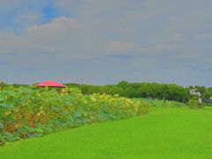 -嘉北郊野公园