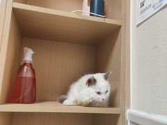 -谐和益家动物医院·免疫绝育·血液透析·宠保定点医院(高新伊藤分院)