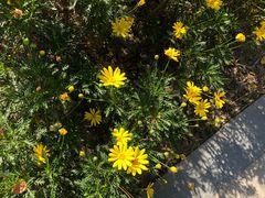 -CoCo都可(香港名都店)