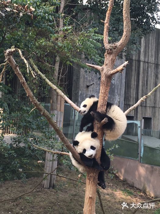 成都大熊猫繁育研究基地图片