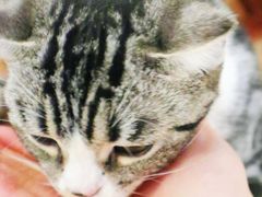 -猫友咖啡店(玉林西路店)
