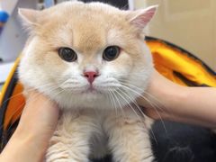 -北京观赏动物医院·24小时大型综合·猫专科·异宠专科