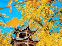 -千年银杏谷文化旅游区