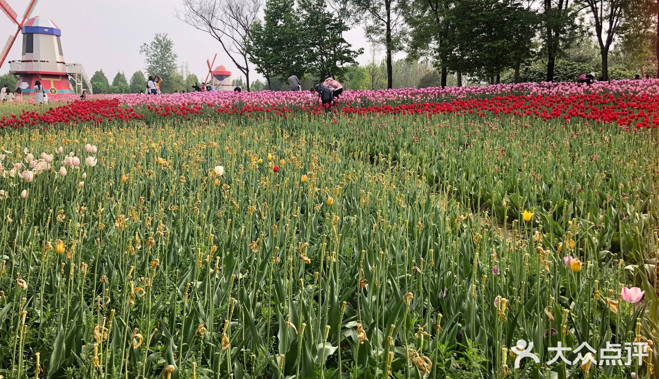 我们今天去那里野餐了，有成片的草地