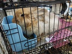 -颜记糖水铺子