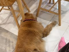 -楼上猫咖(罗湖店)