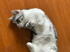 -lincat·猫舍(广州店)