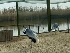 -盐城丹顶鹤湿地生态旅游区