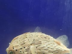 -合肥海洋世界