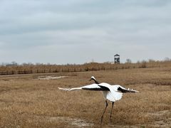 -盐城丹顶鹤湿地生态旅游区