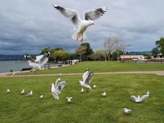 -怀托摩萤火虫洞