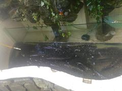 活鱼-风情丽江斑鱼火锅(孙家沟西南路80号店)