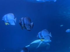 -太平洋海底世界