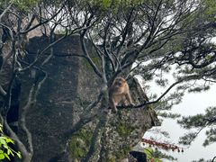 -萍乡武功山风景名胜区