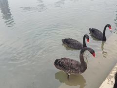 -桐乡凤凰湖