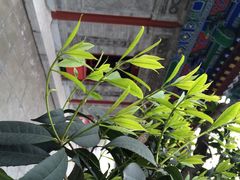 iphone_upload_pic-罔极寺