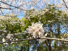 -高东镇樱花园