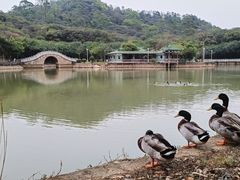 -大雁山风景区
