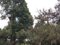 -名树园