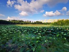 -丁香湖公园