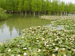 -白鹭湾湿地公园