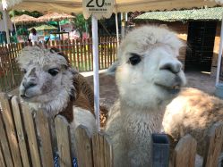 -萌宠亲子动物乐园(槐房万达店)