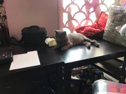 -飛凡TATTOO纹身•原创