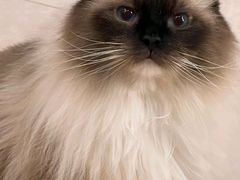 -Catmate·猫肥家润(金润铂宫店)