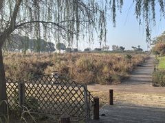 -西京湾花海