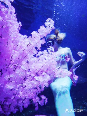 穿越南北极，畅游海陆空武汉惊现海底樱花