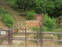 -狮子山郊野公园