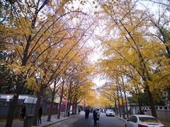 -三里屯东五街银杏大道