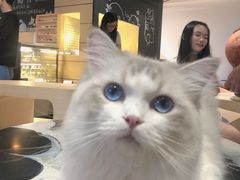 -瞄一喵猫咖(格力海岸店)