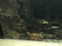 -凯莉-塔尔敦海洋生物水族馆