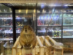 -宠物世家(仲盛世界商城店)