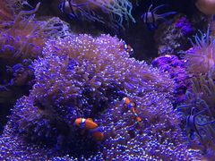 -悉尼海洋生物水族馆