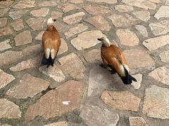 -燕塞湖鸟语林景区