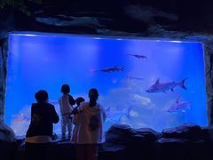 -石家庄海洋公园