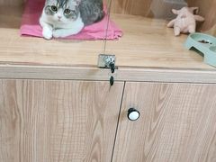 -老吴的猫·猫舍(新区店)