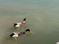 -乌村