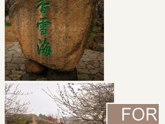 -香雪海