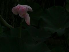-荆川公园