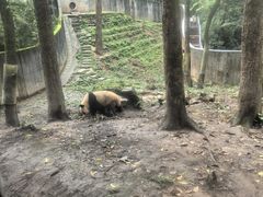 -中国大熊猫保护研究中心雅安碧峰峡基地