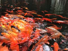 -千岛湖东南湖区