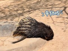 -青藏高原野生动物园