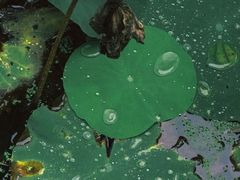 -桂湖森林公园