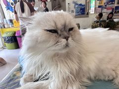 -平行世界·猫咖(首经贸店)