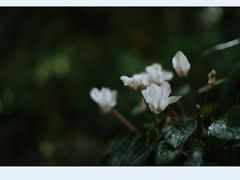 -行人小筑·茶馆(岑村火炉山分店)